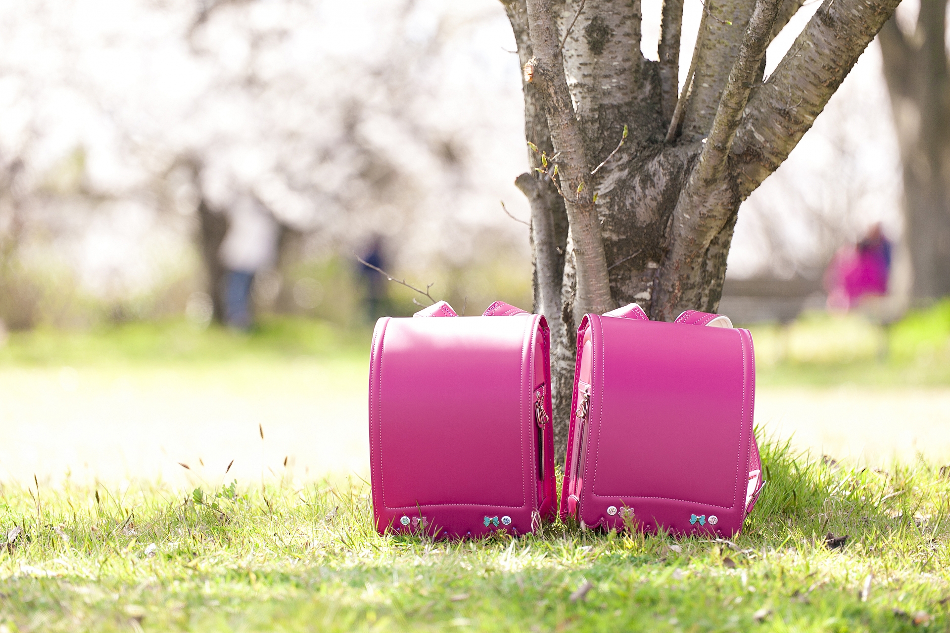 桜の木の下に並ぶ２つのピンクのランドセル
